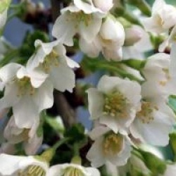 Prunus incisa 'Kojo-no-mai' 