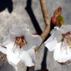 Prunus incisa 'Kojo-no-mai' 