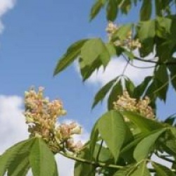 Aesculus flava 