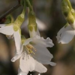 Prunus incisa f. yamadae  - Cerisier � fleurs yamadae
