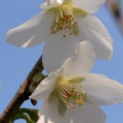 Prunus incisa f. yamadae 
