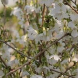 Prunus incisa f. yamadae 