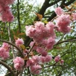 Prunus 'Kiku-Shidare-Zakura'