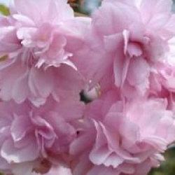 Prunus 'Kiku-Shidare-Zakura'