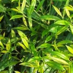 Prunus laurocerasus 'Zabeliana' - Laurier Zabeliana