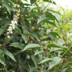 Prunus lusitanica  - Laurier du Portugal