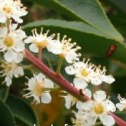 Prunus lusitanica 