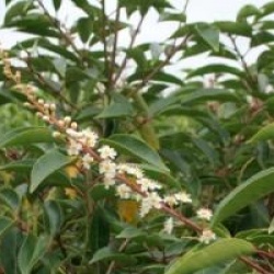 Prunus lusitanica 