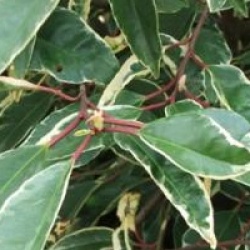 Laurier du Portugal panach�