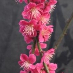 Prunus mume 'Beni-chidori'  - Abricotier du Japon