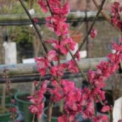 Prunus mume 'Beni-chidori' 