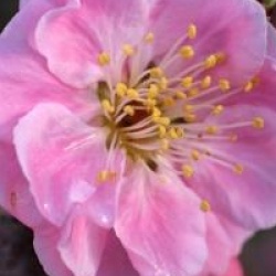 Prunus mume 'Pendula' - Abricotier du Japon pleureur