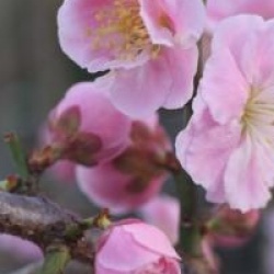 Prunus mume 'Pendula'