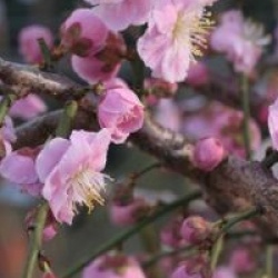 Prunus mume 'Pendula'