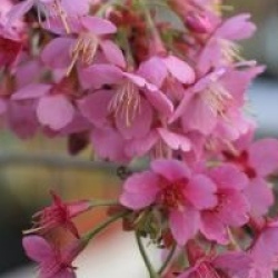 Prunus nipponica var. kurilensis 'Ruby'