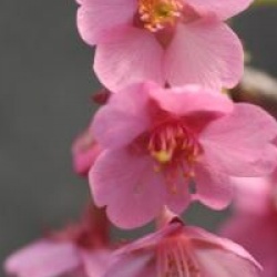 Prunus kurilensis rouge