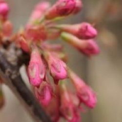 Prunus nipponica var. kurilensis 'Ruby'
