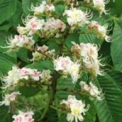Aesculus hippocastanum  - Marronnier d'Inde