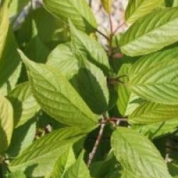 Prunus nipponica var. kurilensis 'Ruby'