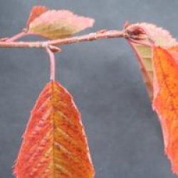 Prunus nipponica var. kurilensis 'Ruby'