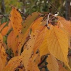 Prunus nipponica var. kurilensis 'Ruby'