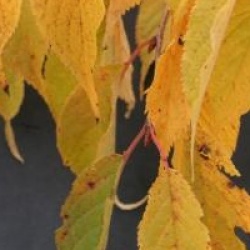 Prunus nipponica var. kurilensis 'Ruby'