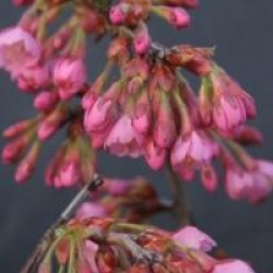 Prunus nipponica var. kurilensis 'Ruby'