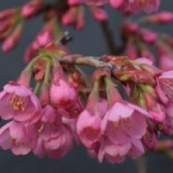 Prunus nipponica var. kurilensis 'Ruby'