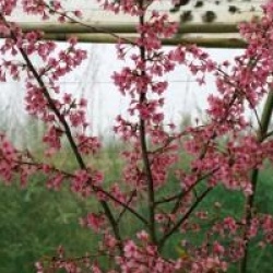 Prunus nipponica var. kurilensis 'Ruby'