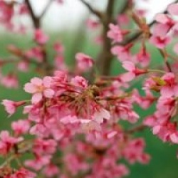 Prunus nipponica var. kurilensis 'Ruby'