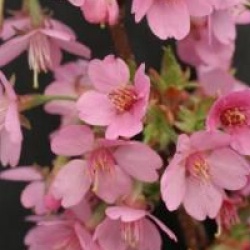 Prunus nipponica var. kurilensis 'Ruby'