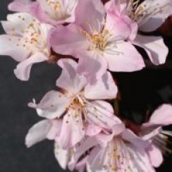 Prunus nipponica var. kurilensis 'Ruby'