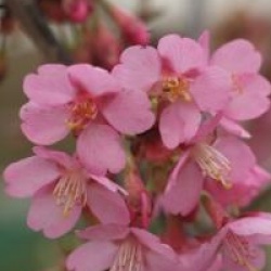 Prunus nipponica var. kurilensis 'Ruby'