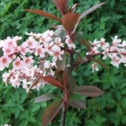 Prunus padus Colorata