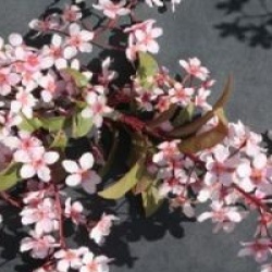 Prunus padus 'Colorata'