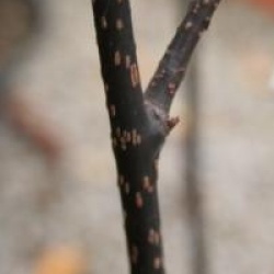 Prunus padus 'Colorata'