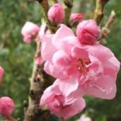 P�cher nain � fleurs roses