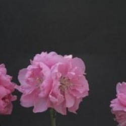 Prunus persica 'Pink Peachy'