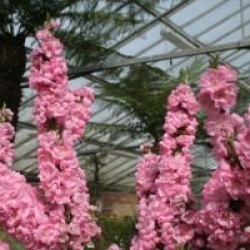 Prunus persica 'Pink Peachy'