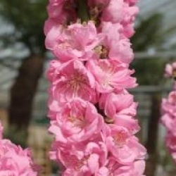 Prunus persica 'Pink Peachy'