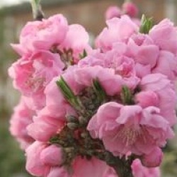 Prunus persica 'Pink Peachy'