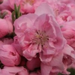 Prunus persica 'Pink Peachy'
