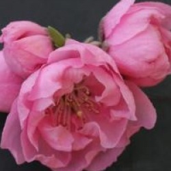 Prunus persica 'Pink Peachy'