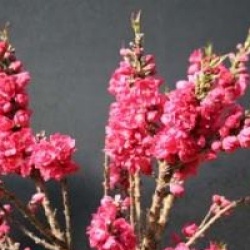 Prunus persica 'Red Peachy' - P�cher nain � fleurs rouges