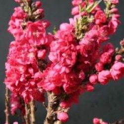 Prunus persica 'Red Peachy'