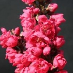 Prunus persica 'Red Peachy'