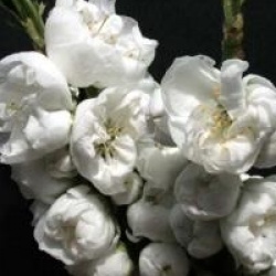 Prunus persica 'White Peachy'