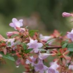 Abelia auderose � 'Minaud' cov 