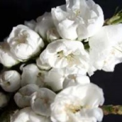 Prunus persica 'White Peachy'