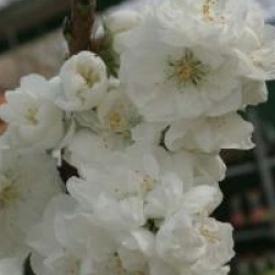 Prunus persica 'White Peachy'